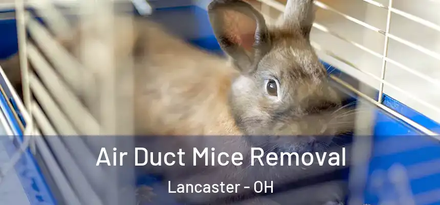 Air Duct Mice Removal Lancaster - OH